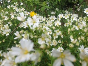 Les meilleures pratiques pour attirer des talents diversifiés.